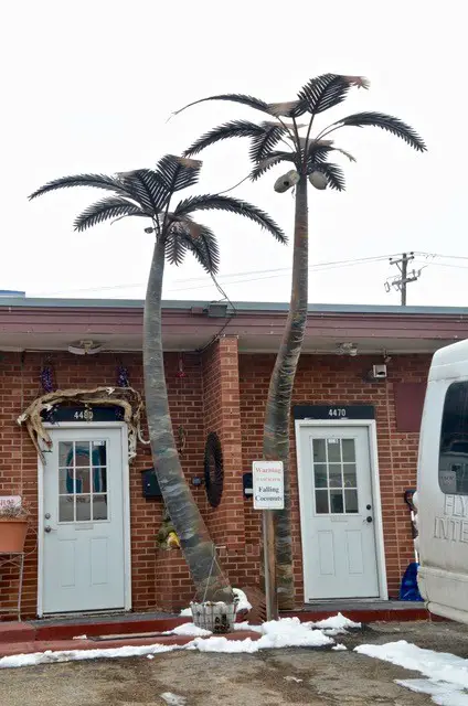 can-palm-trees-survive-in-colorado